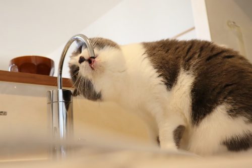 3176318_m-500x333 【トイレが長い何度も?】猫の尿路結石の症状とその原因と対策