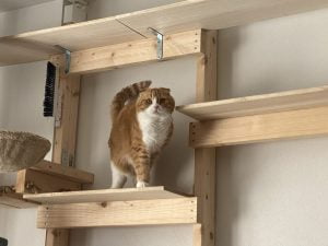 IMG_7008-300x225 【食事の与え方】肥満にさせないための回数や量は?