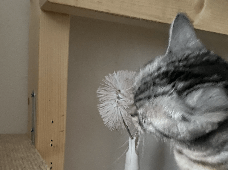 -800x599 【猫のヘンな癖】この子だけ??