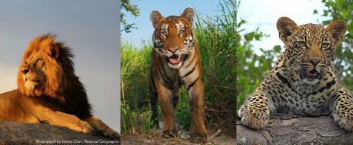 NatGeo_all_02-1-500x206 【魔法の力?】猫のゴロゴロの仕組みって?