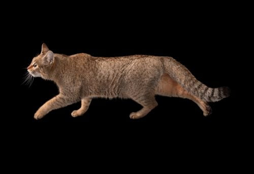 ph10_m-500x342 【猫はいつ誕生したのか?猫の祖先は?】~ネコとヒトが出会った日