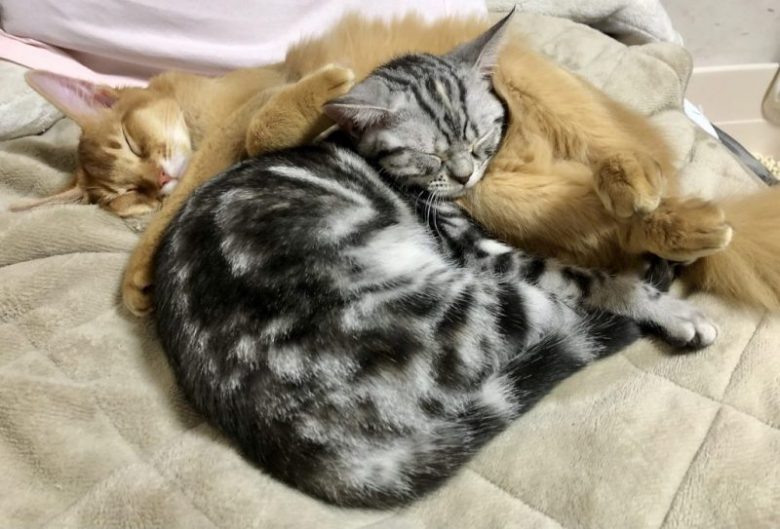 l 【猫の遺伝子解析】猫のすべてがわかる最新の研究結果とは?