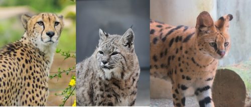 -500x214 【魔法の力?】猫のゴロゴロの仕組みって?