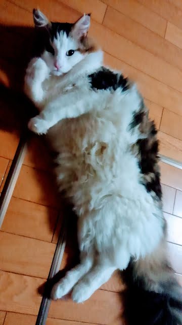 2057078_s 【猫の成長を知る】年齢と適正体重って？ワクチンや去勢避妊のタイミングは？