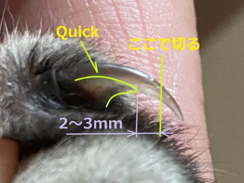 _8850_cut 【ポイントは5つ】猫の爪切りどうやるの?
