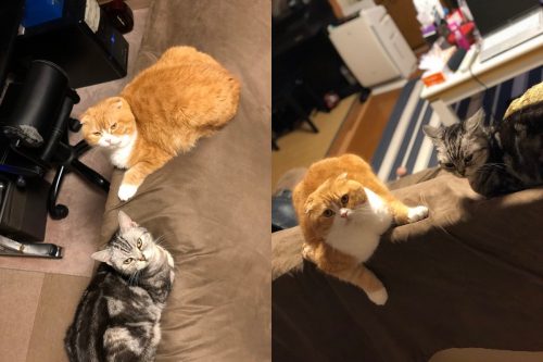 jpg-500x333 【ペットの爪に強いソファ】「レザーテックス」を検証してみた
