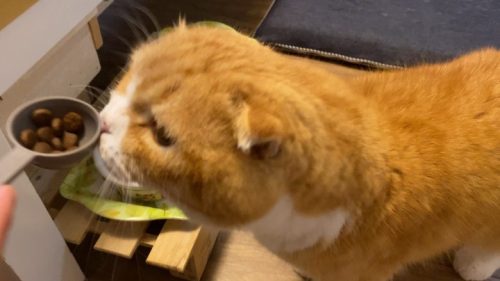 IMG_9686.MOV_000116811-500x281 【実際に試してみた!動画付き】カナガンキャットフードって結局どう?
