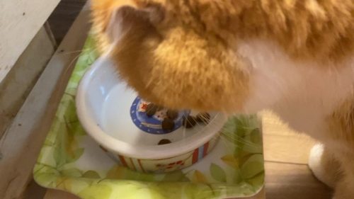 IMG_9686.MOV_000120878-500x281 【実際に試してみた!動画付き】カナガンキャットフードって結局どう?