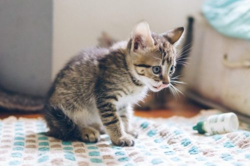 danilo-batista-PsFMBi5-vk-unsplash-500x333 【意外に多いペットの目のトラブル】おすすめサプリメントは?
