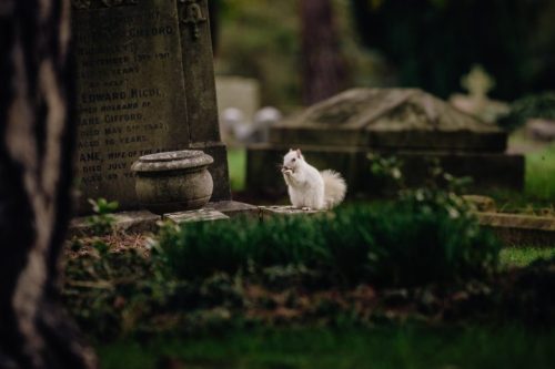 andy-holmes-zUor3ZmVbss-unsplash-500x333 【その時どうするか?】ペットとの別れ……