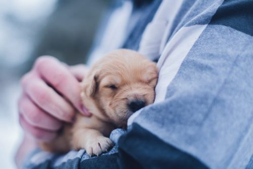 lydia-torrey-AovflqCt9Ws-unsplash-500x333 【その時どうするか?】ペットとの別れ……