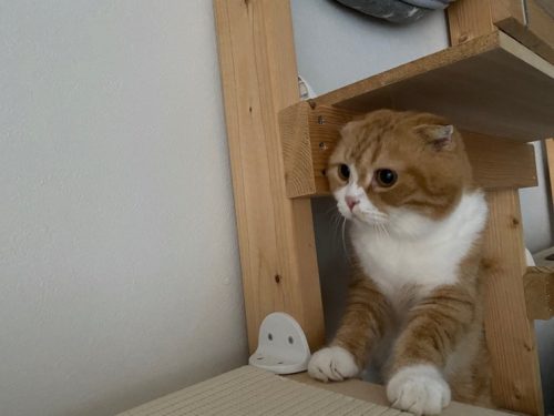 IMG_6071-500x375 【ヨタロウの尿路疾患】ストルバイト結石が再発してしまいました